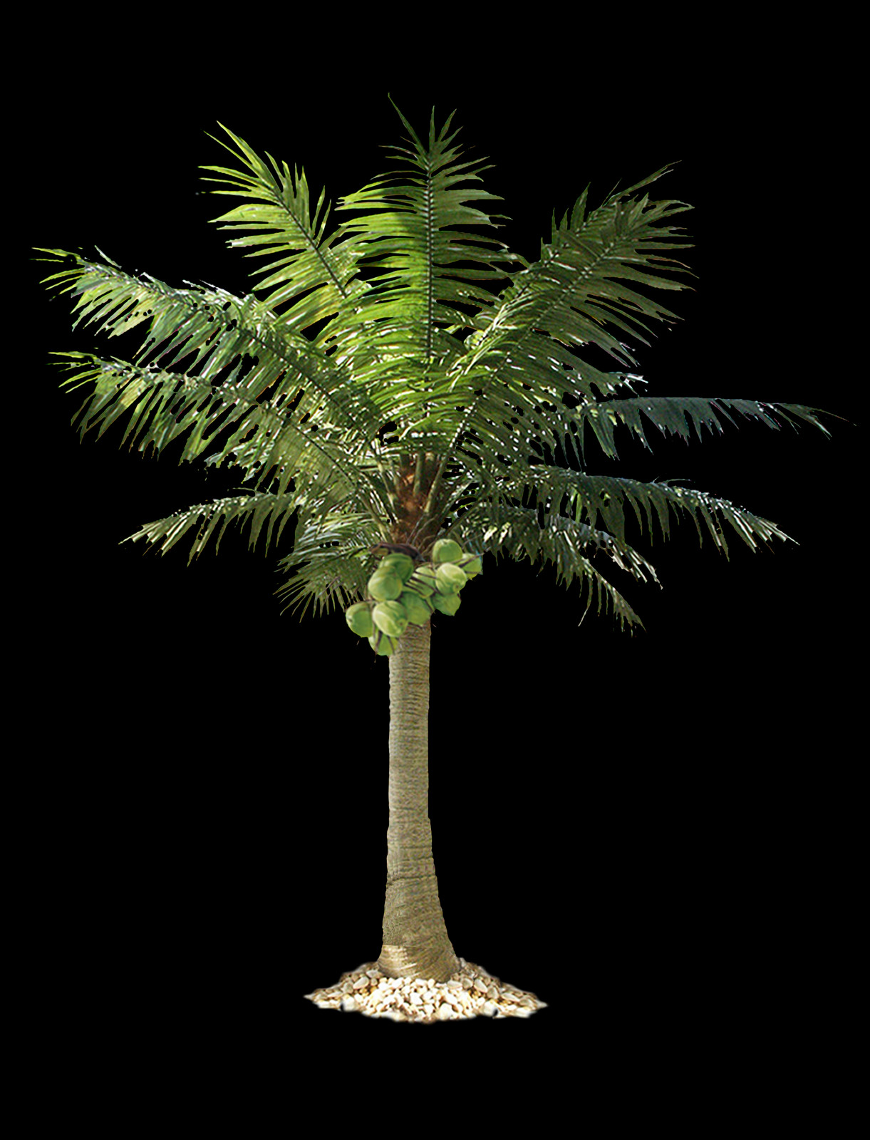 Palm Tree, Free Pngs - Roystonea (1221x1600), Png Download