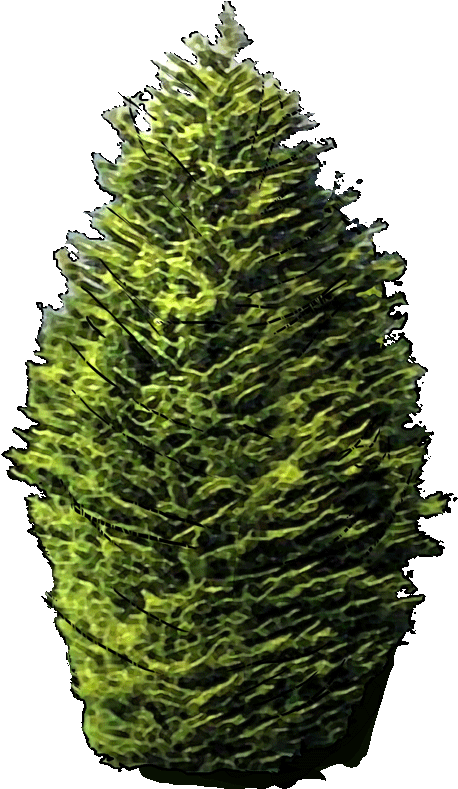 Eucalyptus Gunnii Jlwz 23 Jan 2019 - Sitka Spruce (457x800), Png Download