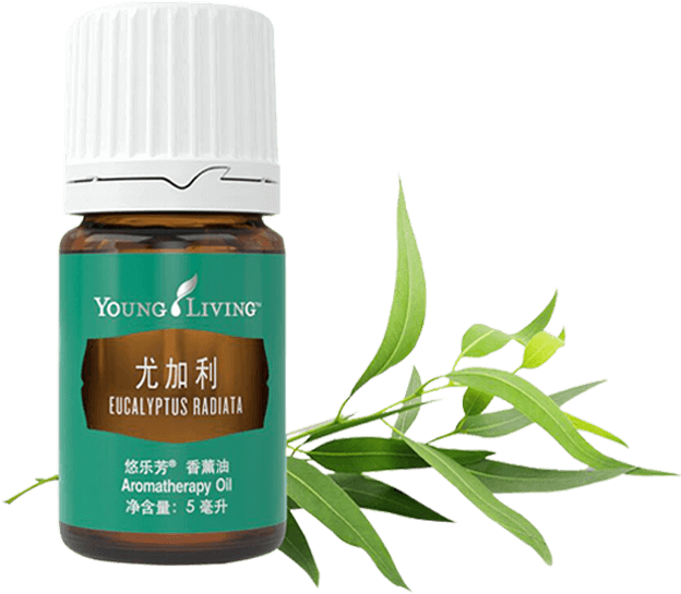 Eucalyptus Radiata Essential Oil - Dorado Azul Png (650x650), Png Download