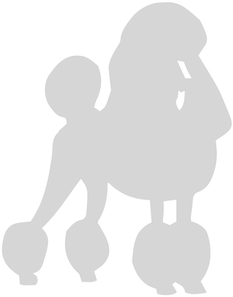 Poodle Vector Opposite - Standard Poodle (608x527), Png Download