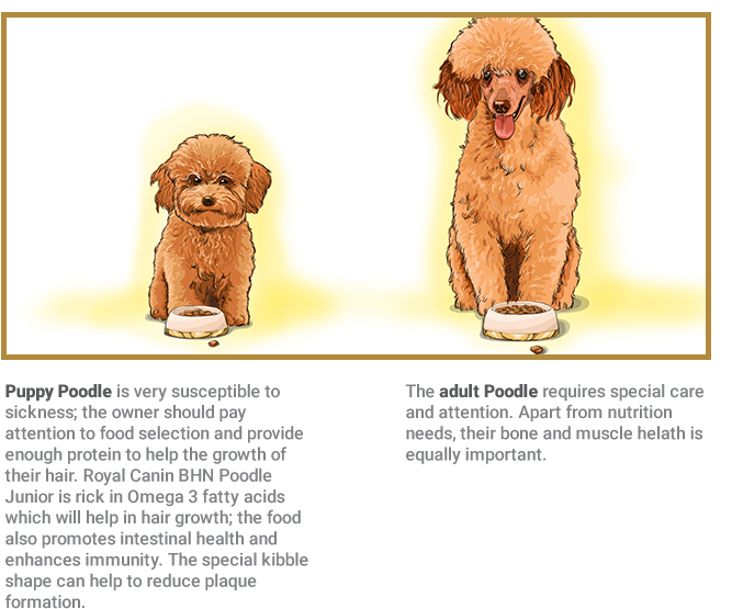 Poodle - Golden Retriever (680x560), Png Download
