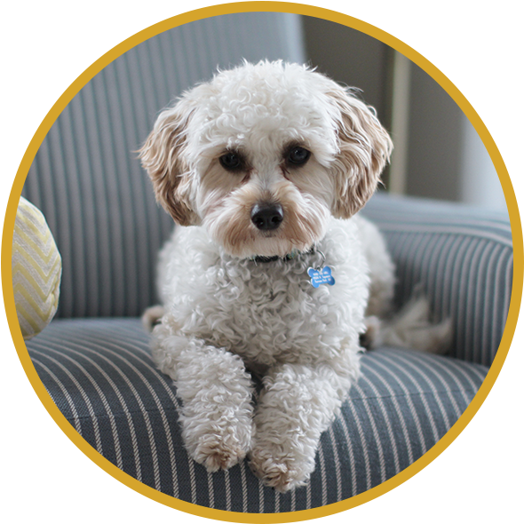 Dogsitting - Sarna Em Cachorro (600x600), Png Download