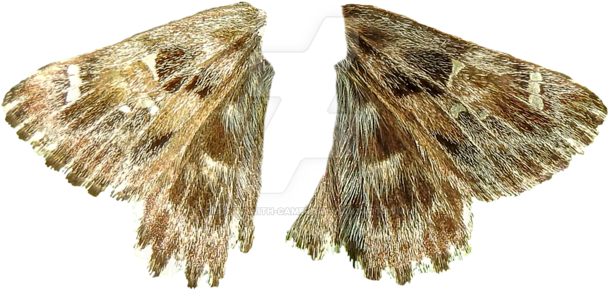 Wings Png By Bunny - Transparent Moth Wings (1024x768), Png Download