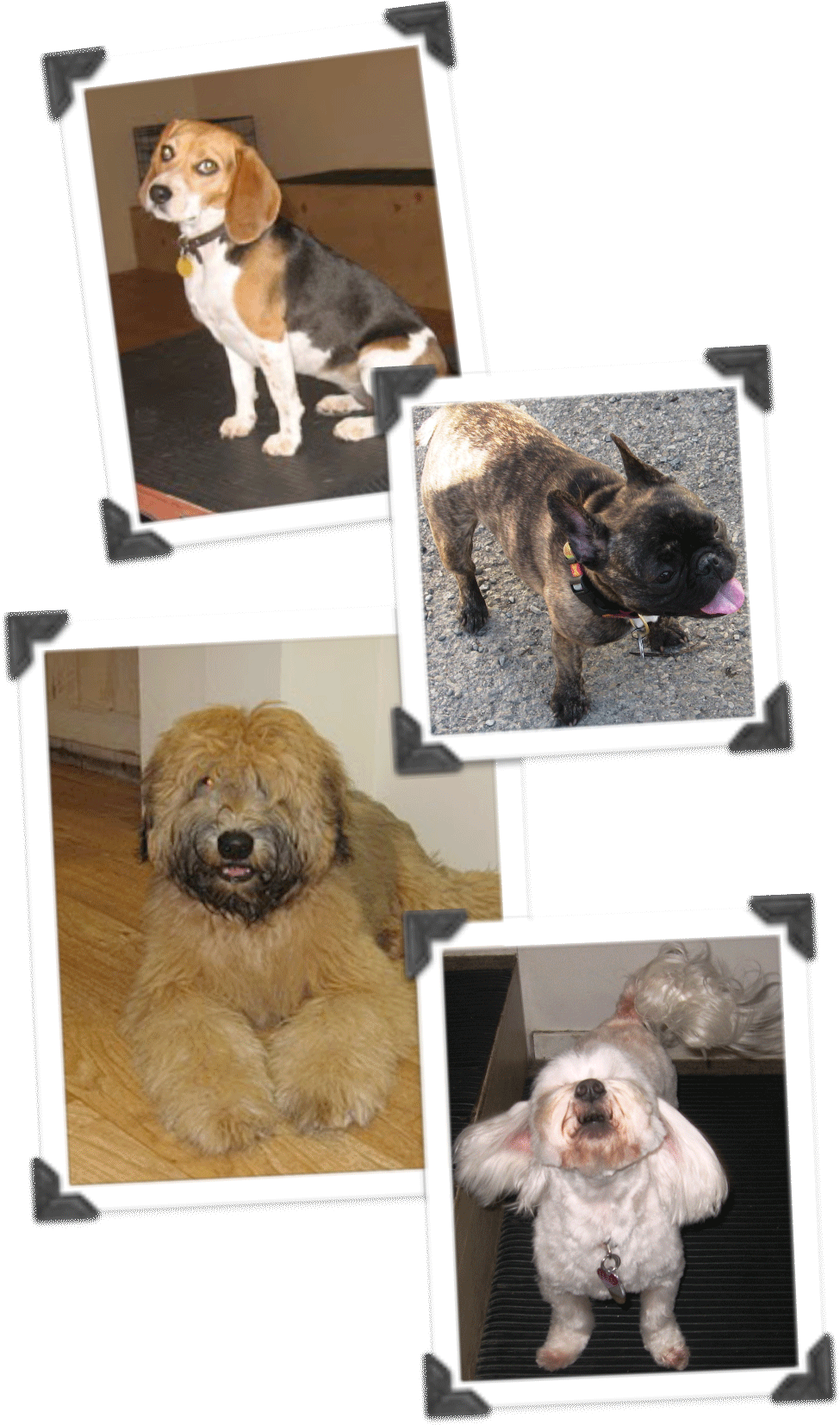 Daily - Beagle-harrier (1059x1737), Png Download