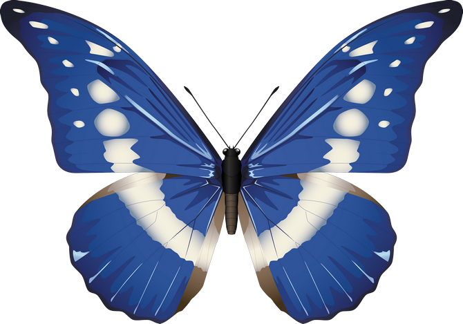 ‿✿⁀°butterflies°‿✿⁀ - Transparent Background Butterflies Png (670x469), Png Download
