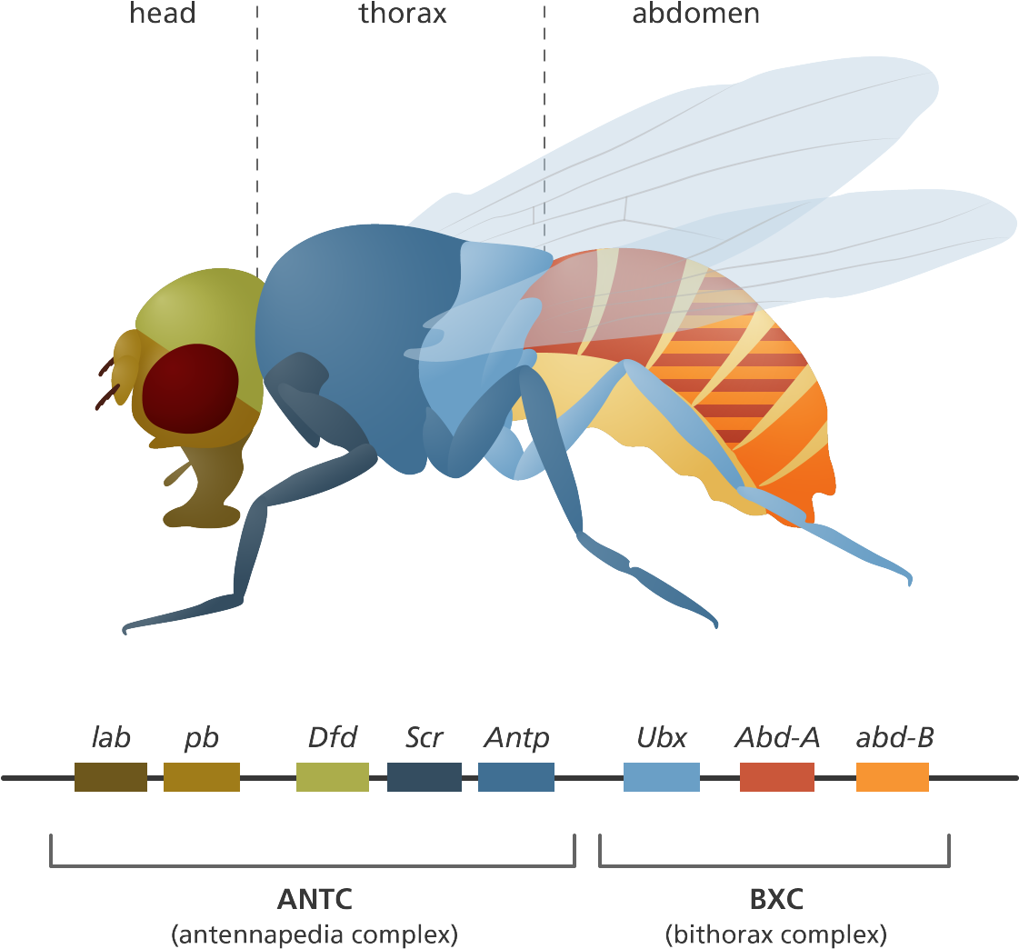 1200 X 1126 7 - Net-winged Insects (1200x1126), Png Download