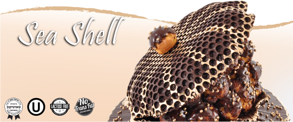 Banner Seashell 2 - Macro Photography (980x475), Png Download