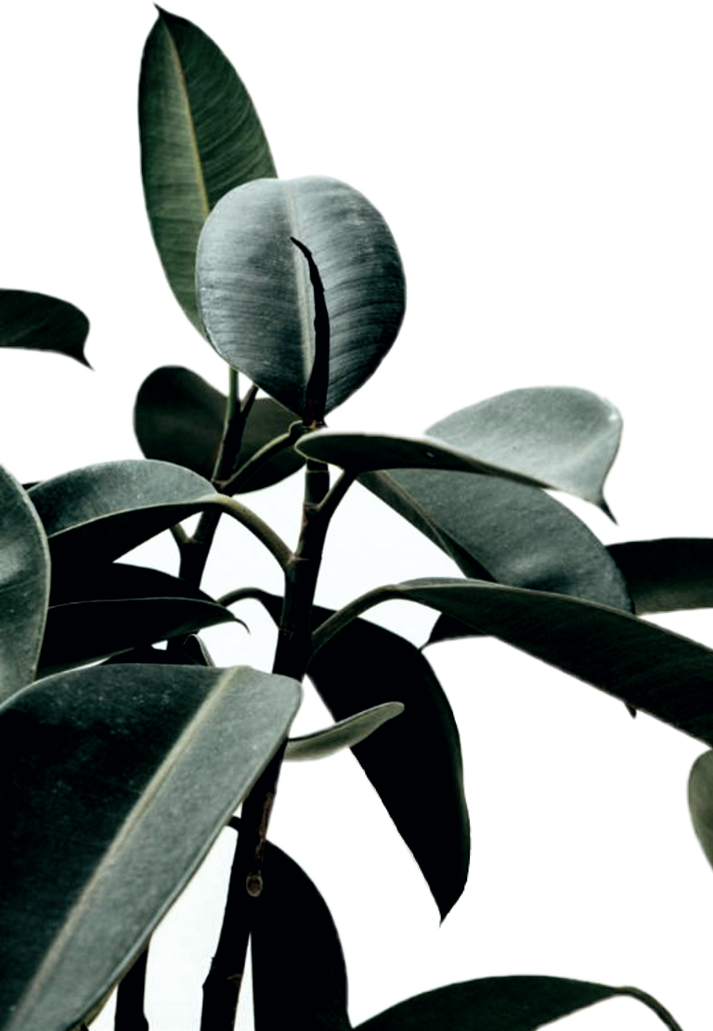 Reportar Abuso - Rubber Fig (1024x1480), Png Download