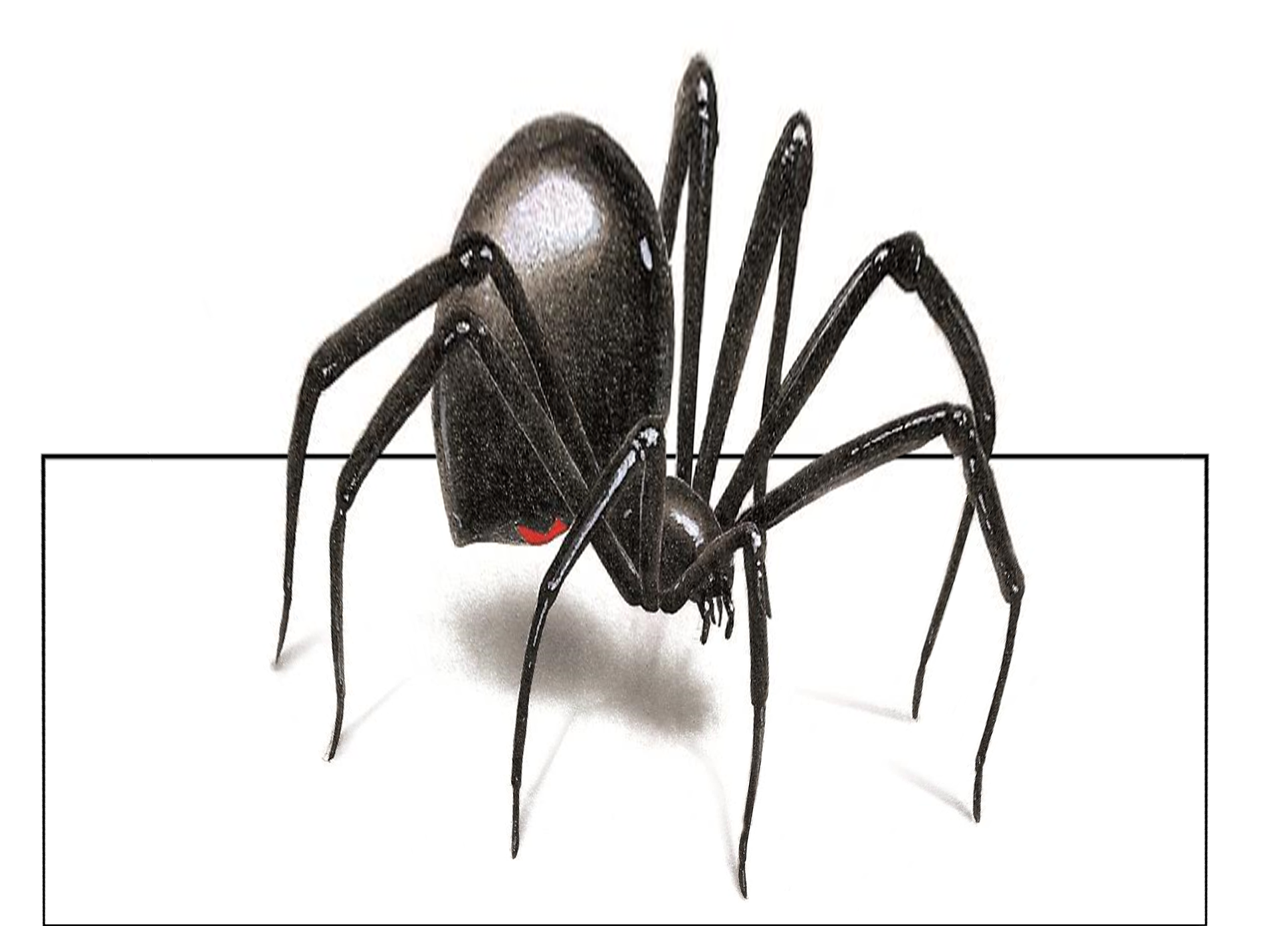 3d Blackwidowfinal - Стикер Паук (2258x1418), Png Download