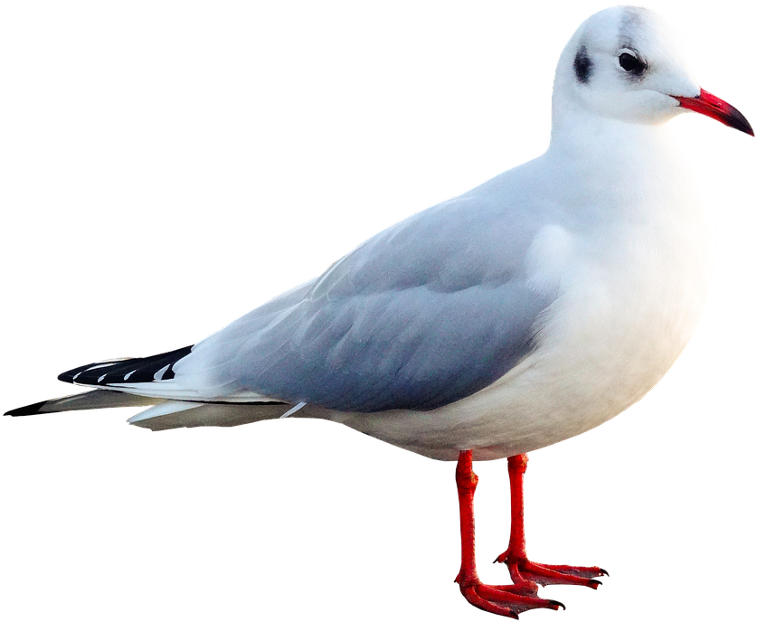 Seagull, Bird, Animal, Water Bird, Seevogel, Close - Mouette En Png (876x720), Png Download