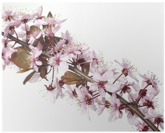 Cherry Blossom (400x400), Png Download