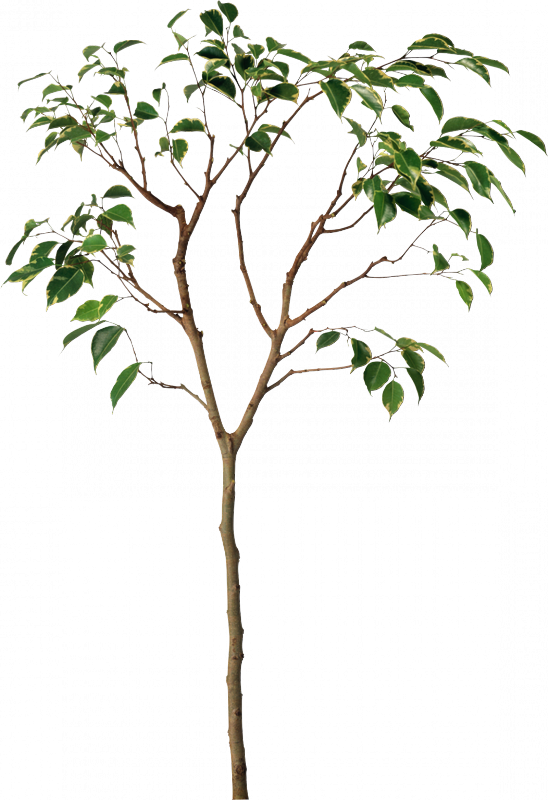 Pin By Natacha Clavier On Bibliothèque Psd - Plant Root Png (548x800), Png Download