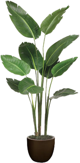 Birds Of Paradise Plant In Pot (350x586), Png Download
