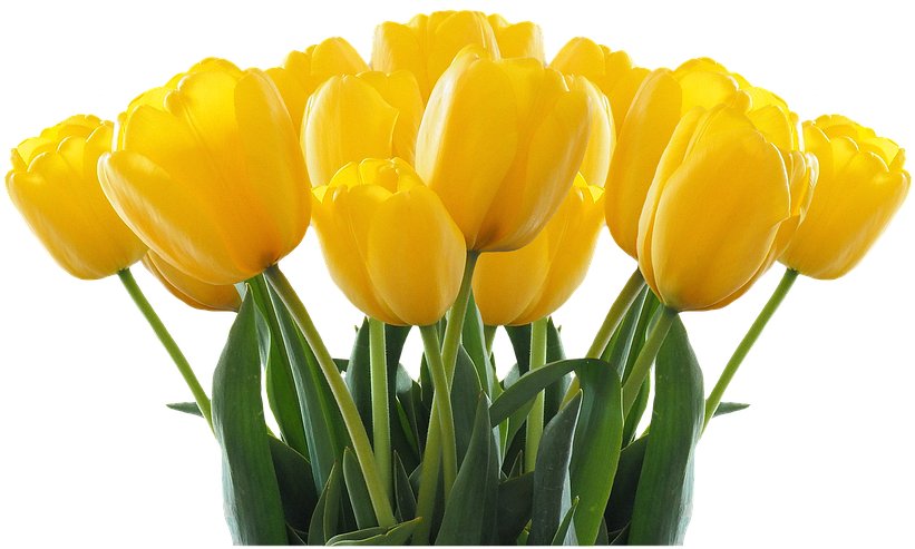 Yellow Tulip Free Png Image - Tulpen Png (960x720), Png Download