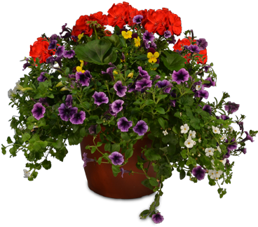 649 10 In Geranium Planter - Pericallis (375x375), Png Download