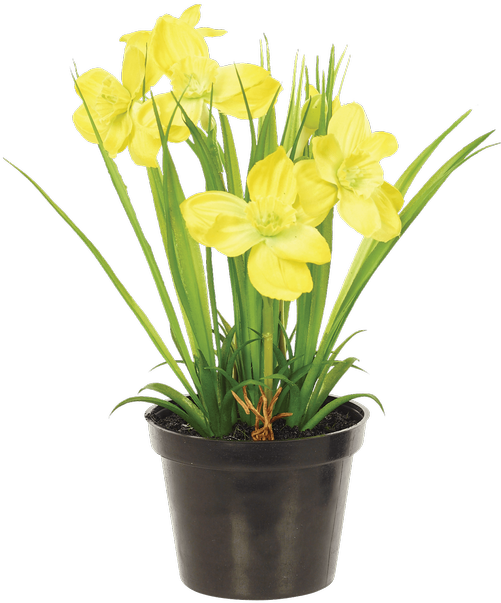 Narcissus Bush In Planter, Yellow - Flax-leaved Tulip (500x611), Png Download