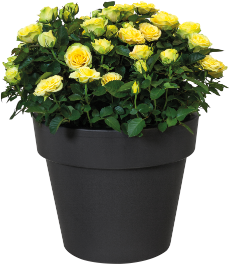 Home > Collection > Green Basics Top Planter - Elho Green Basics Top Planter 23 X 19, 3 Cm Cherry (750x750), Png Download