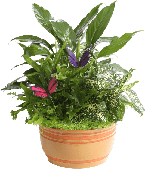 Horizon Planter, 7" Caramel • - Flowerpot (500x611), Png Download