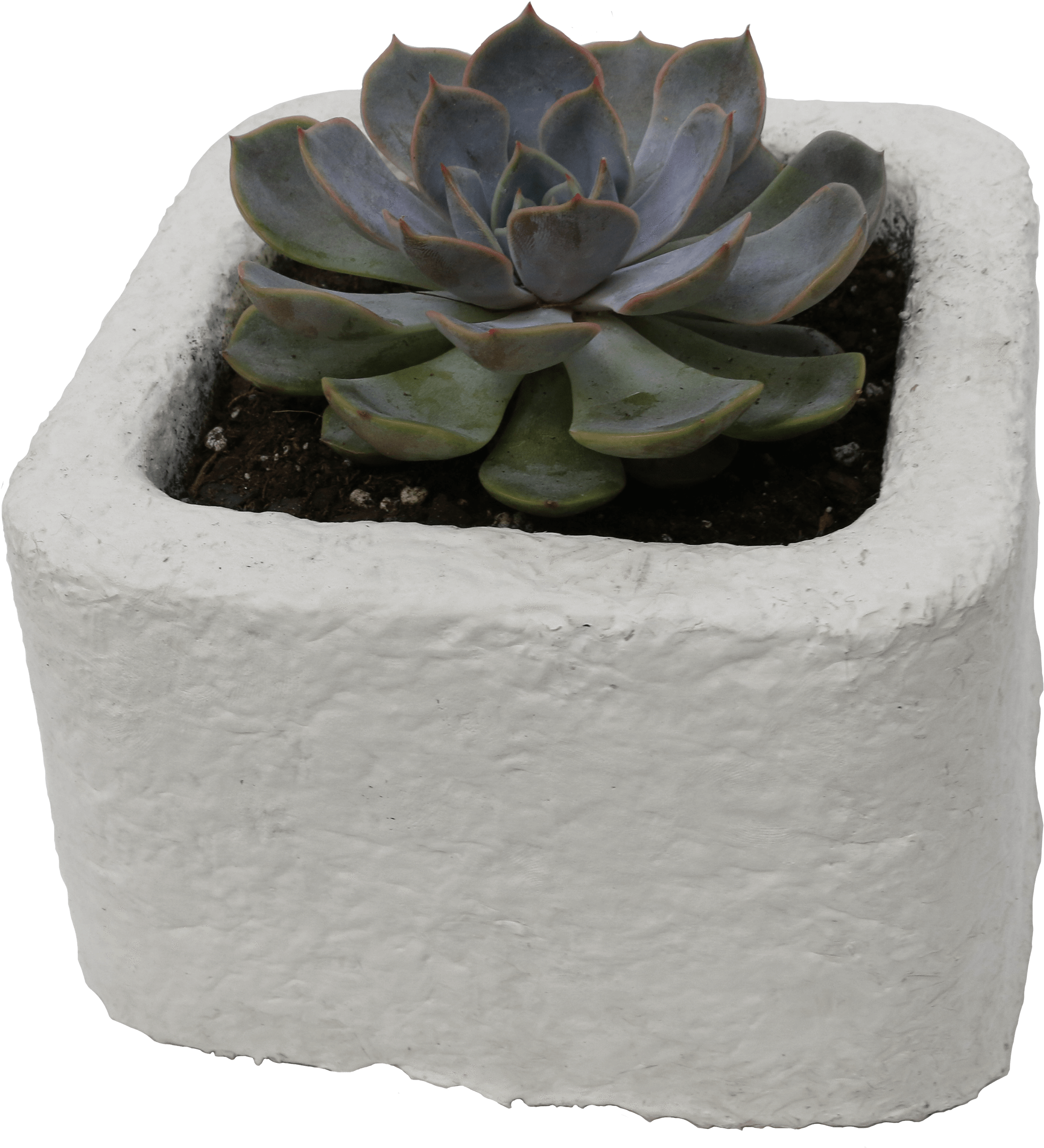Mycofoam Square Planter Pot V=1531230088 - Mushroom (2400x2400), Png Download
