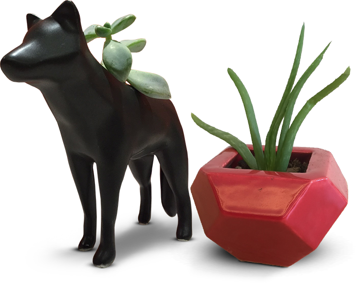 Check Out These Custom Succulent Planters Made In Porcelain - Cattle (727x578), Png Download