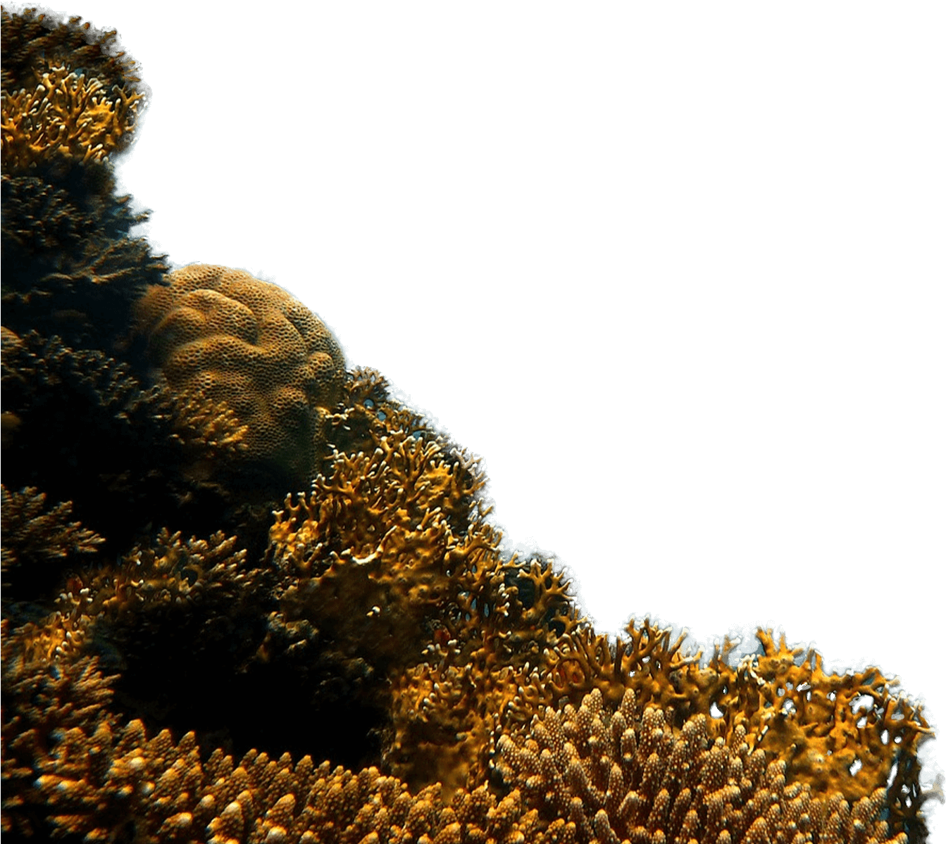 Reef - Vivir Con Plenitud De Corazón: Guía Del Caminante Que (1920x1250), Png Download
