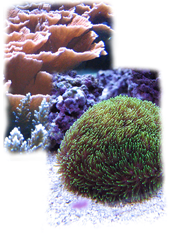 Dive In To The Details About The Diversity, Complexity, - Stony Coral (344x479), Png Download