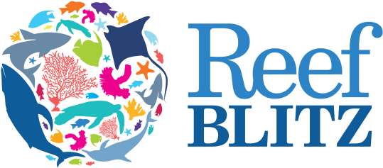 Latest News - Reef Blitz (640x320), Png Download
