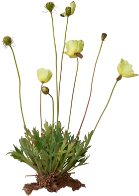 3d View - Papaver Radicatum (550x420), Png Download