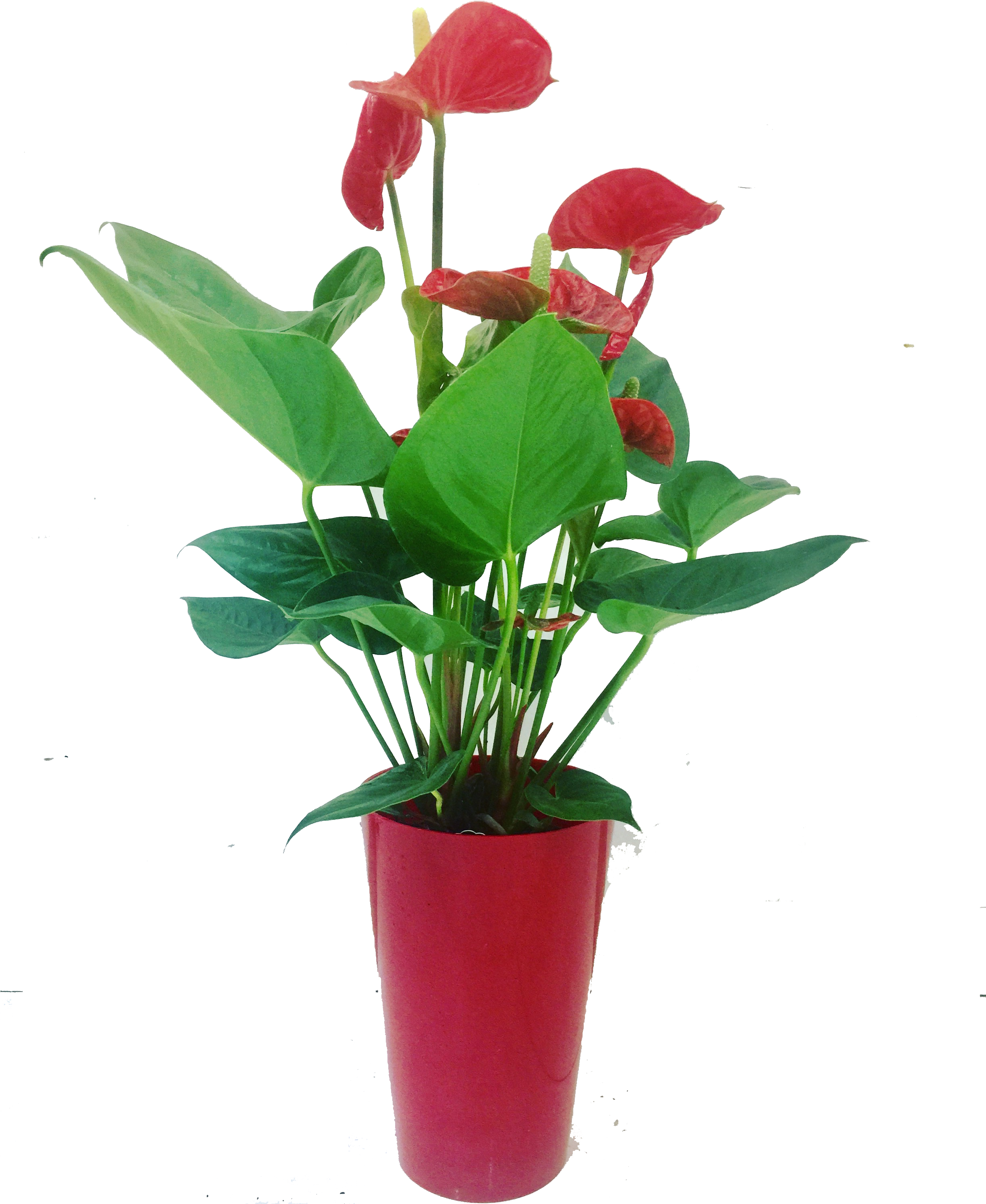 Flowerpot (2447x3058), Png Download