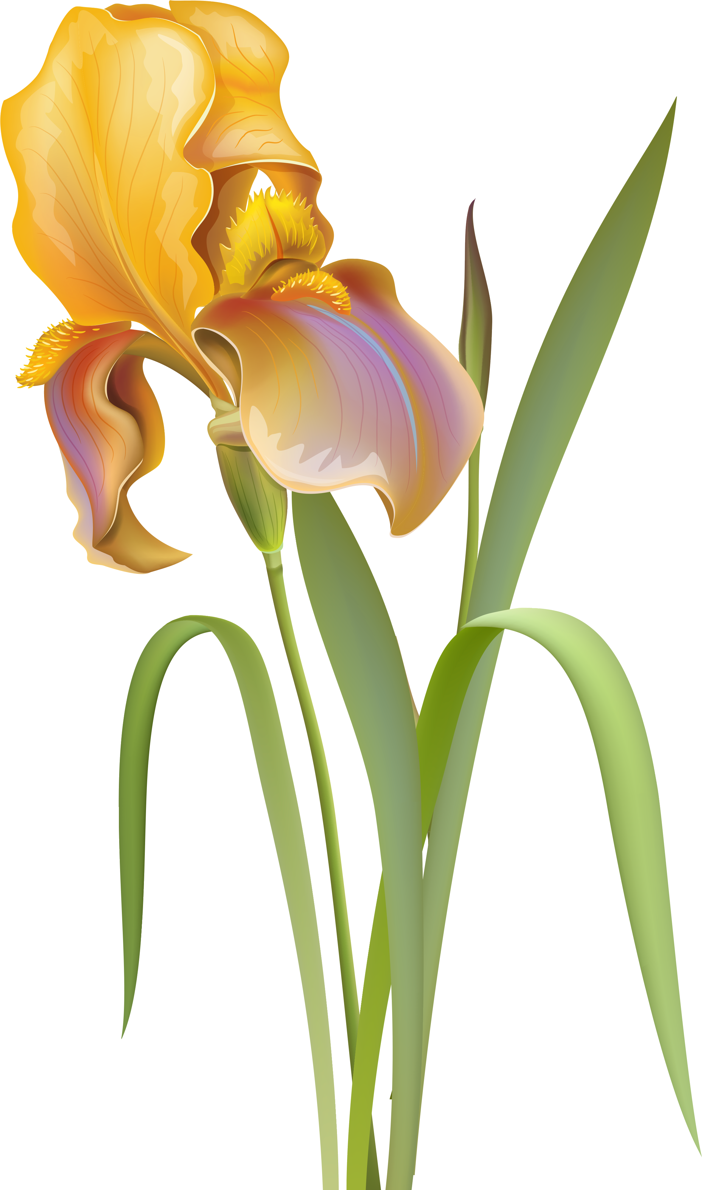 Iris Flower Png Clip Art - Iris Flower Images Png (2400x4063), Png Download
