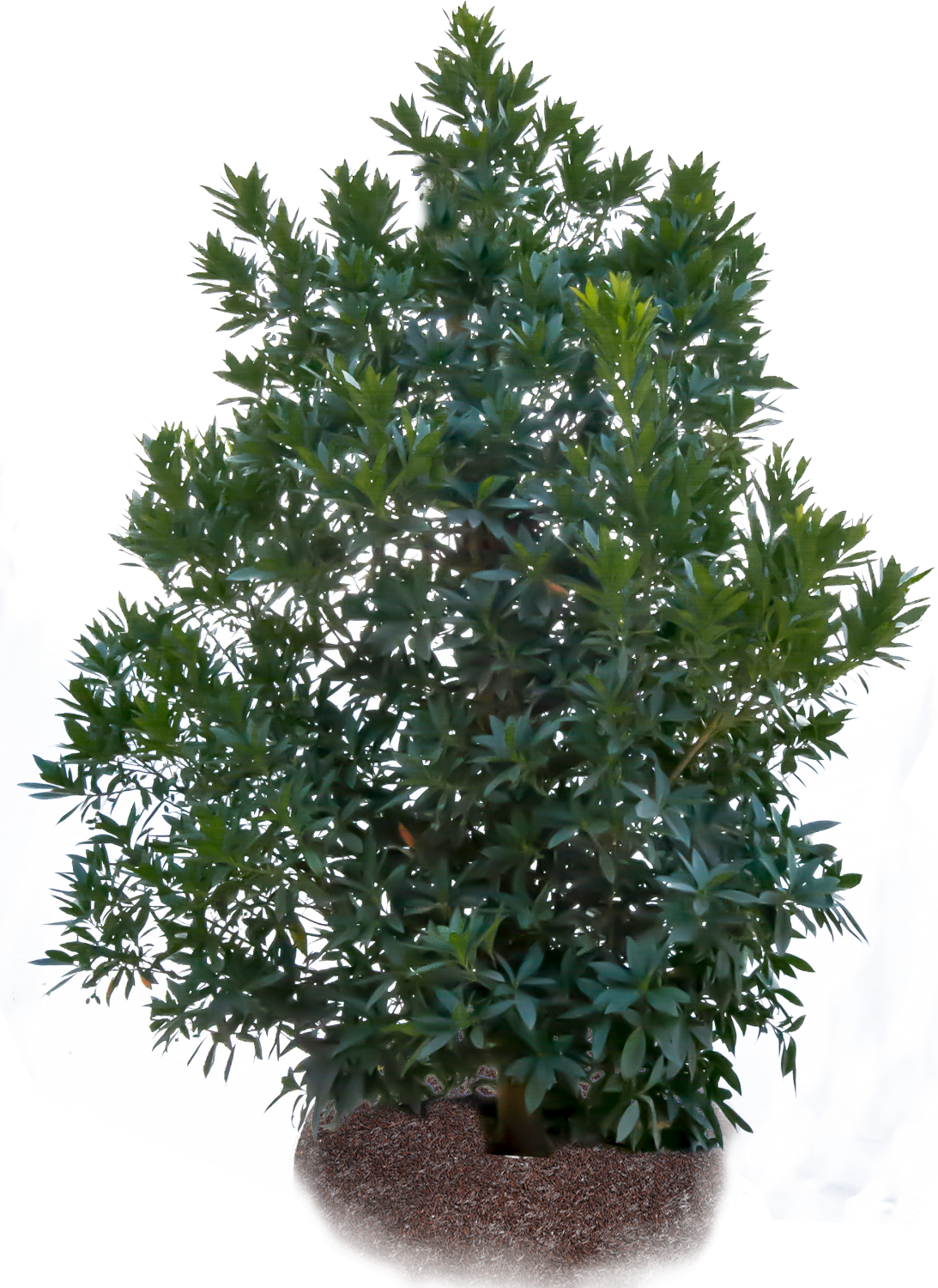 Japanese Blueberry - Fir Tree Png (1093x1500), Png Download