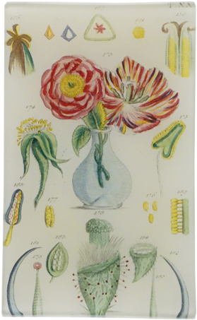 Information - John Derian Rectangular Vase (480x480), Png Download