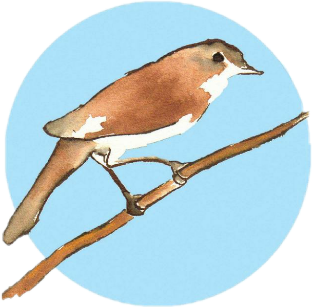 Watercolor Watercolour Watercolors Bird Animal Babyblue - Nightingale (608x600), Png Download