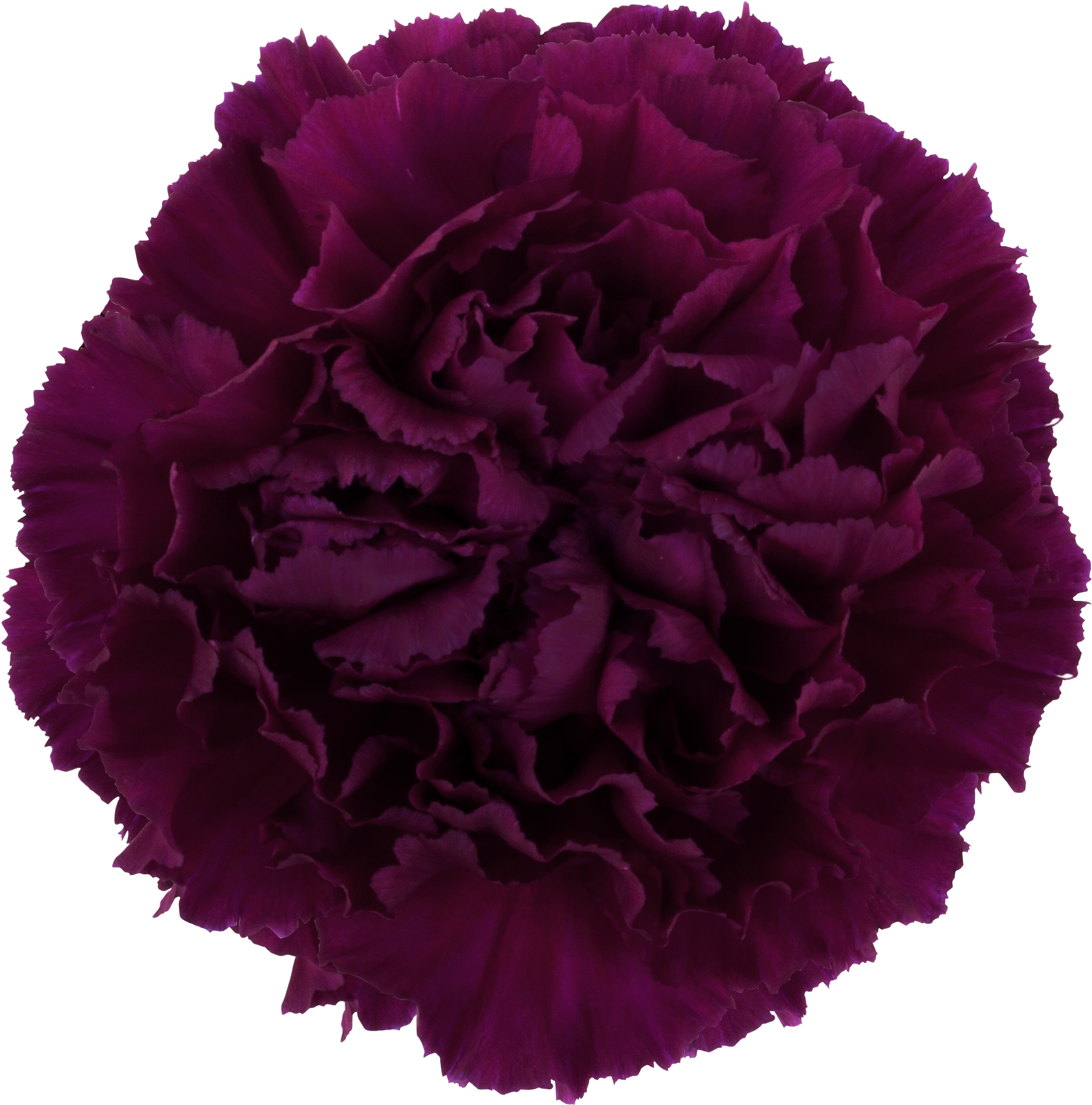Golem Carnation (2112x2112), Png Download