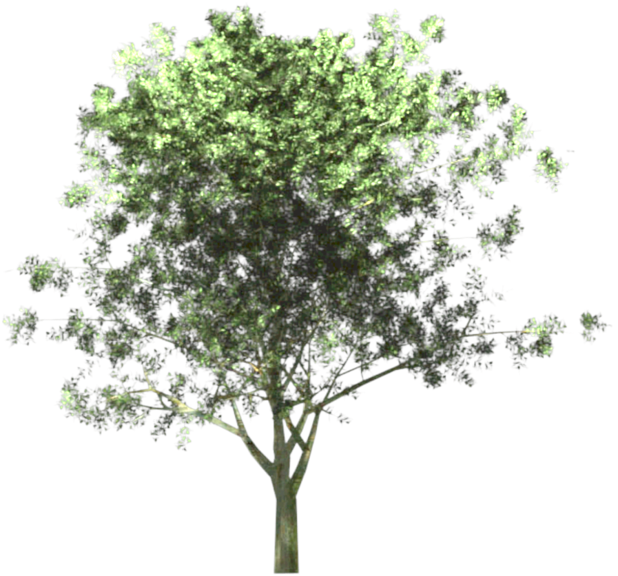 Anterior Siguiente - Backhousia Myrtifolia (1000x1000), Png Download