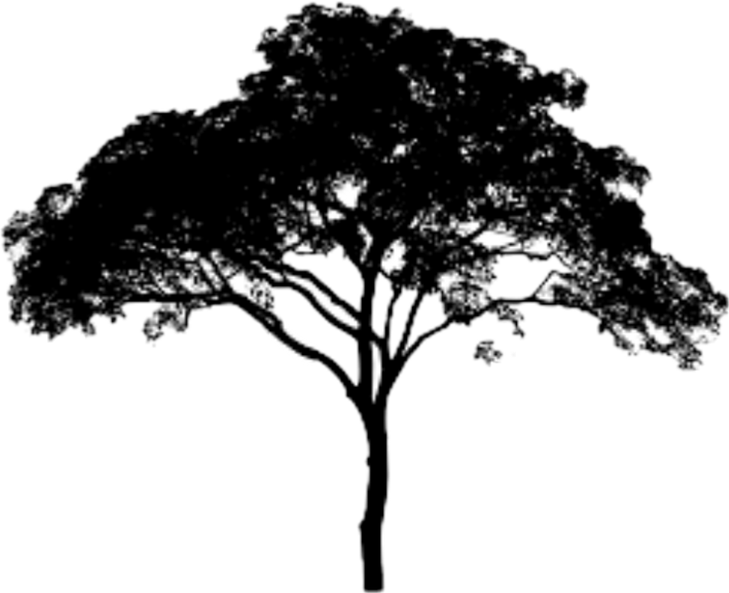 Arbol Sticker - Mitis For Miles & Miles (1024x832), Png Download