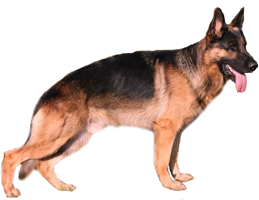 German Shepherd - Deutscher Schäferhund (1040x796), Png Download