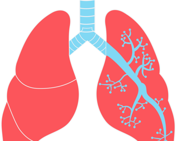 Lungs Black And White Vector (640x480), Png Download