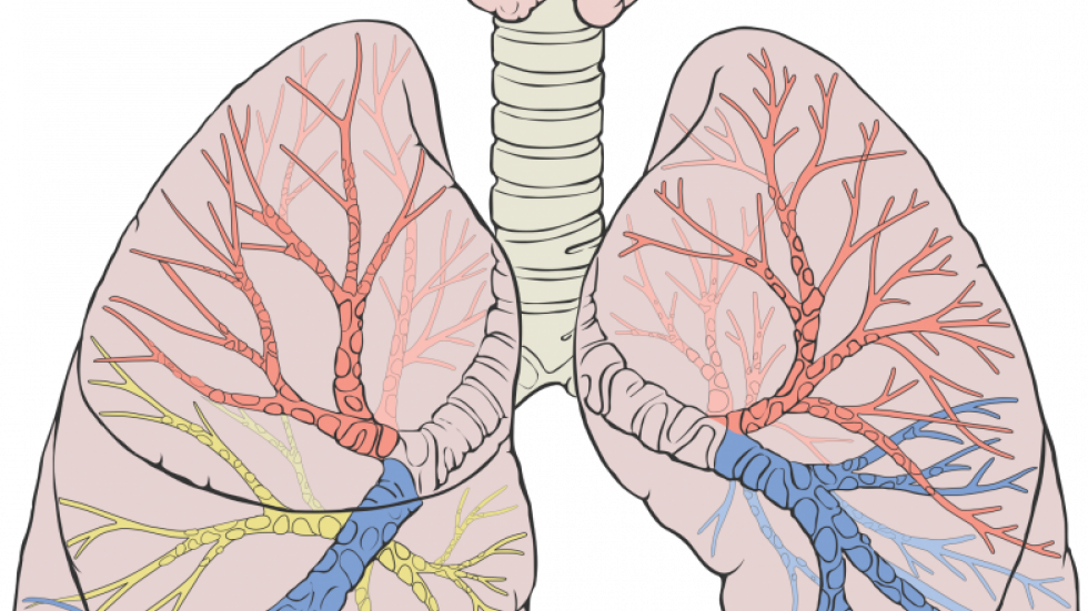 Understanding Copd And Its Effects On The Lungs - Structure Of Human Lung Diagram (980x551), Png Download