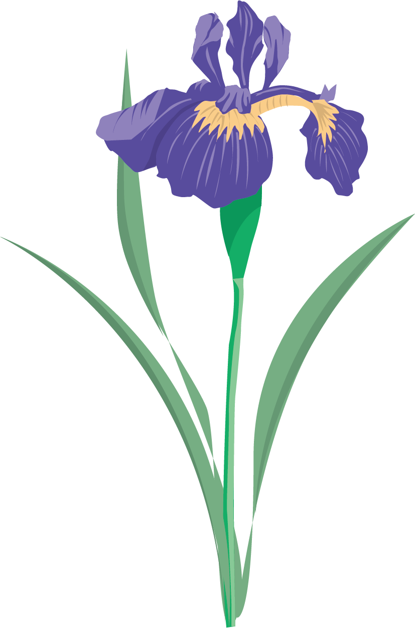 Versicolor Flower Data Set Clip Art Floral - Blue Iris Flower Clip Art (827x1252), Png Download