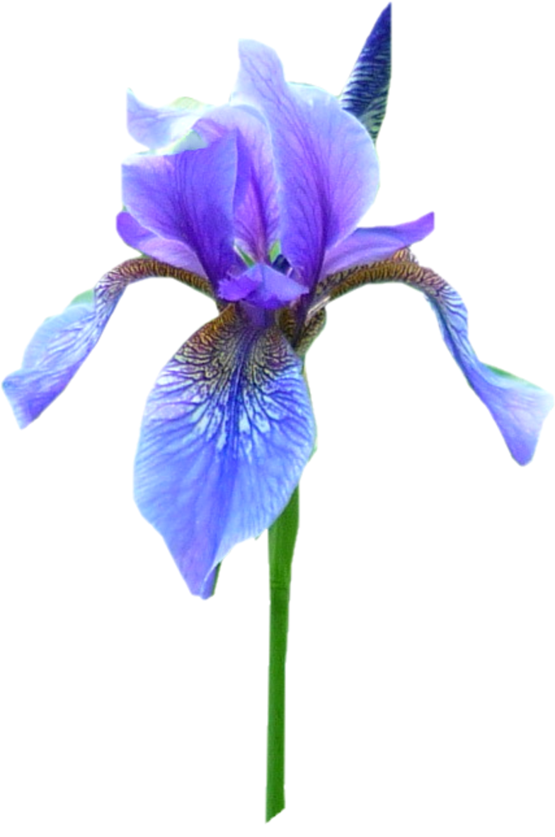 Iris Png (800x1185), Png Download