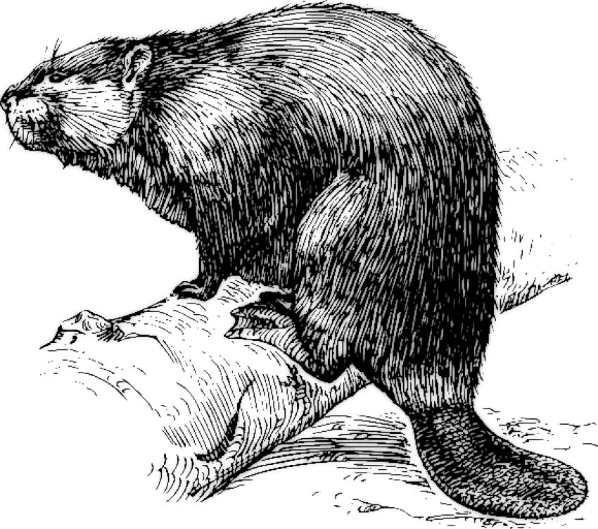 Free Png Download Beaver On Branch Png Images Background - Beaver Sketch Black And White (850x751), Png Download