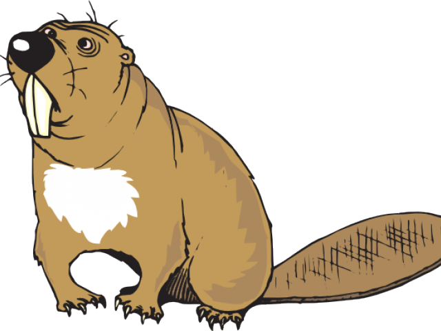 Beaver Teeth Clip Art (640x480), Png Download