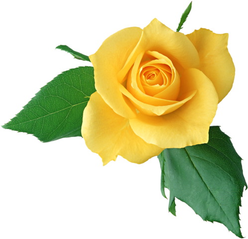 Rose Pictures, Amazing Pictures, Rose Clipart, Yellow - Single Rose Flower Hd Png (699x496), Png Download