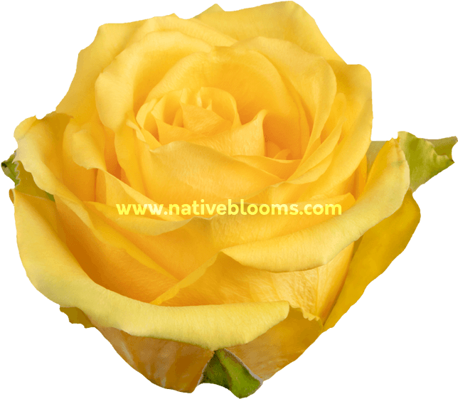 Idole Roses - Floribunda (666x696), Png Download