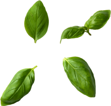 Download Transparent Basil Leaves - Basil Leaves Png - PNGkit