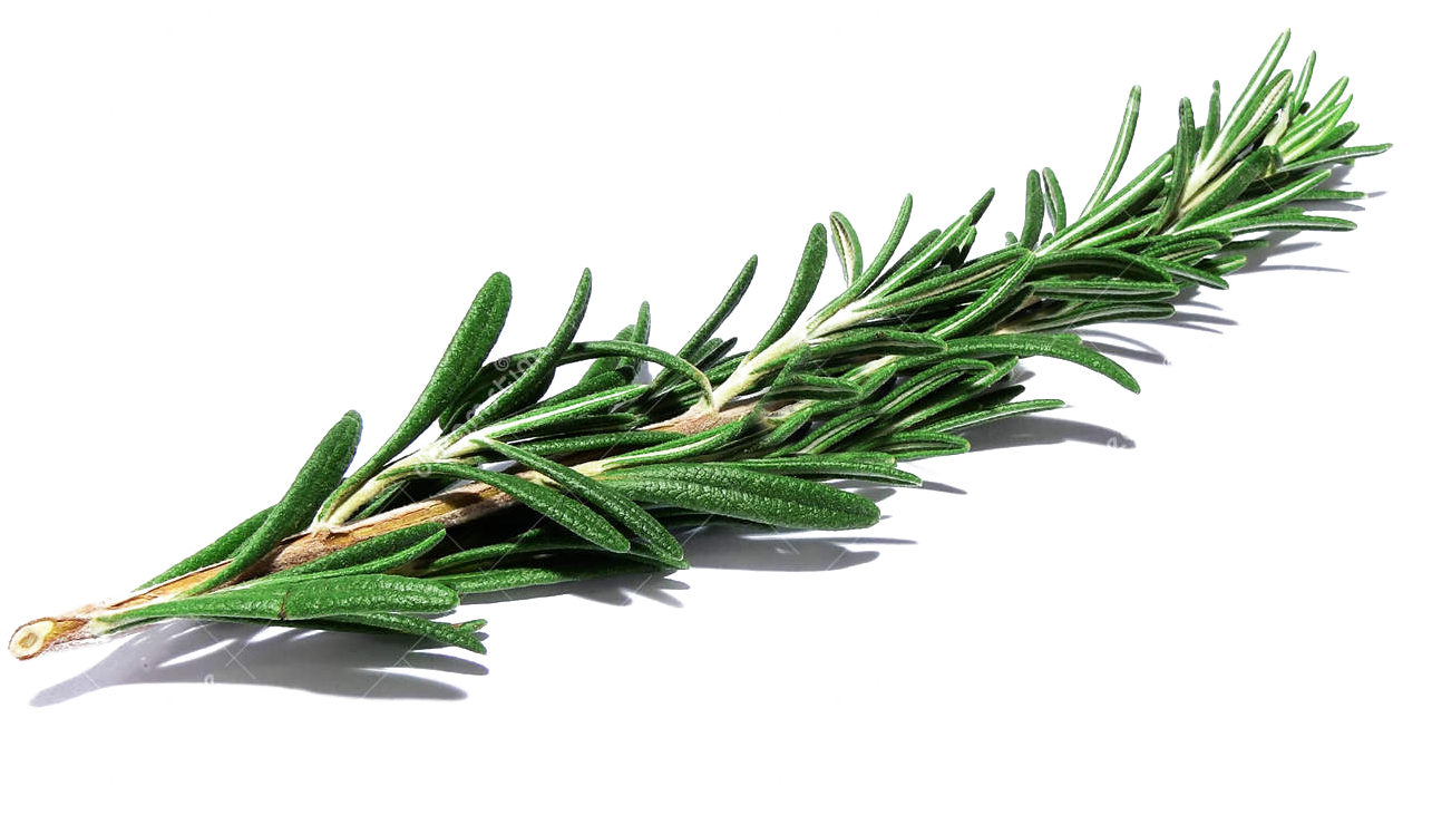 Banner Library Library Herbs Drawing Herb Bouquet - Mexican Pinyon (1300x1085), Png Download