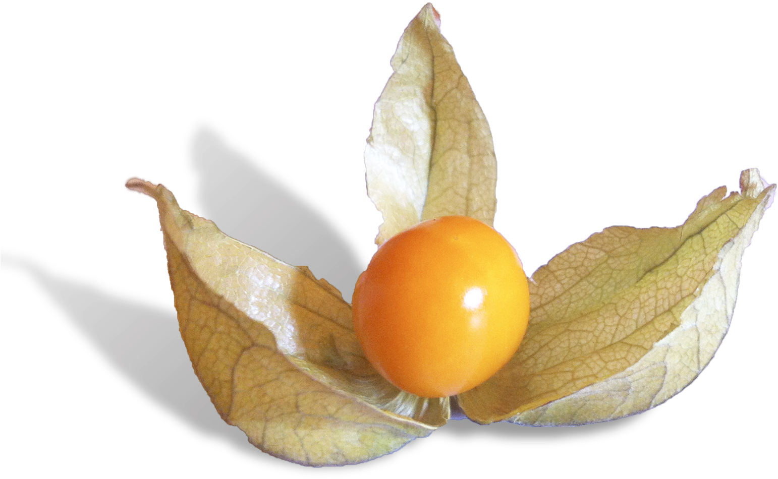 Physalis Is A Delicious Fruit From Peru - Peruvian Groundcherry (1693x1134), Png Download