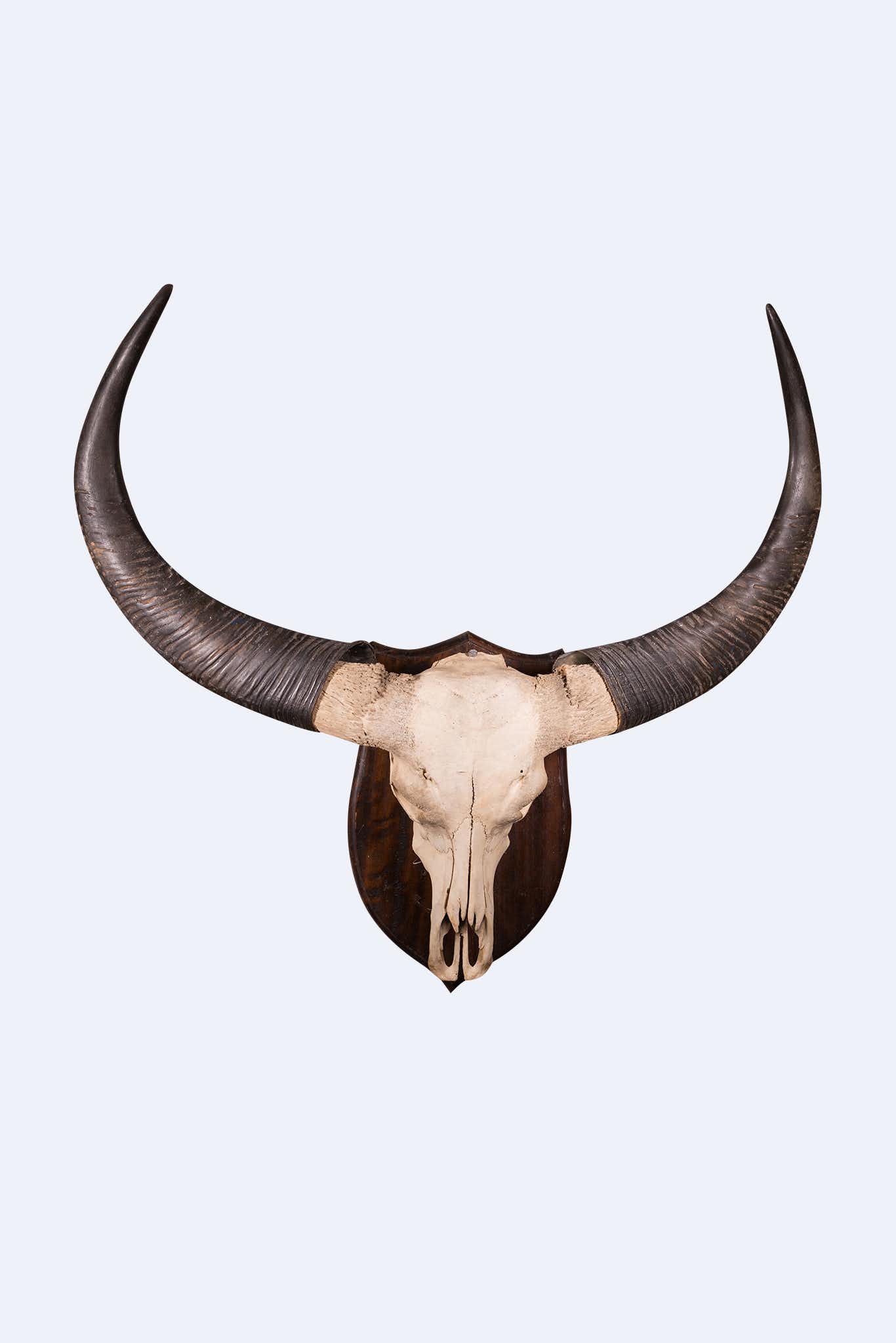 Size Guide - Bull (1366x2048), Png Download