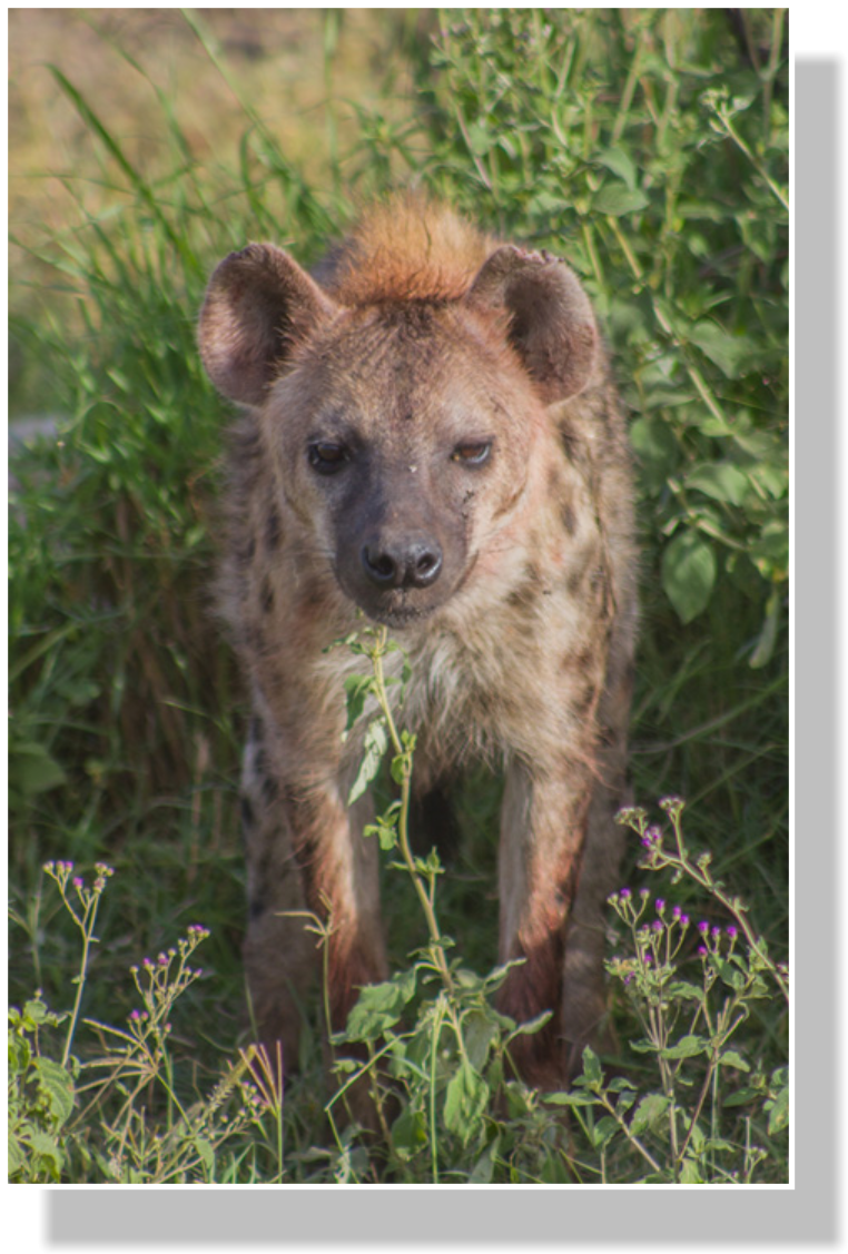 Spotted Hyena Populations Began To Shrink After Roughly - Spotted Hyena (772x1138), Png Download